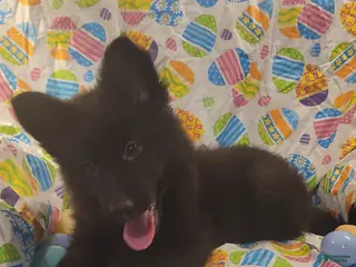 German Shepherd dogs Red Black girl - Ad 25