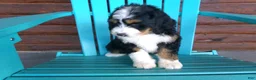 Mini Bernedoodle dogs for sale: Bella - Ad 6