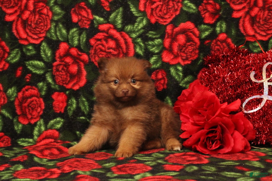 Pomeranian dogs for sale: Linnea - Ad 3