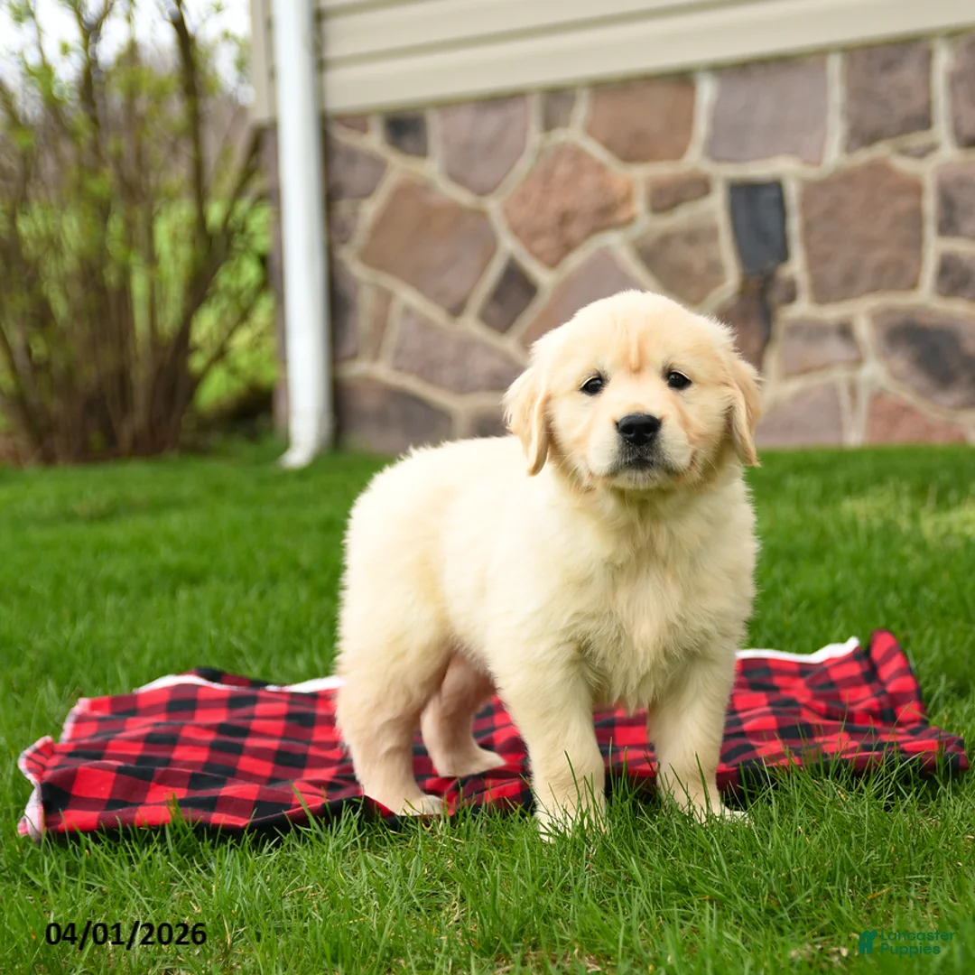 Golden Retriever dogs for sale: Rita - Ad 1