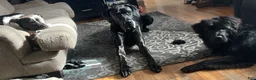 Great Dane dogs for stud: Duke stud - Ad 1