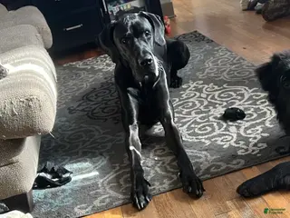 Great Dane dogs for stud: Duke stud - Ad 2