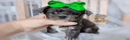 Morkie dogs for sale: Rare Merle Heihei - Ad 3
