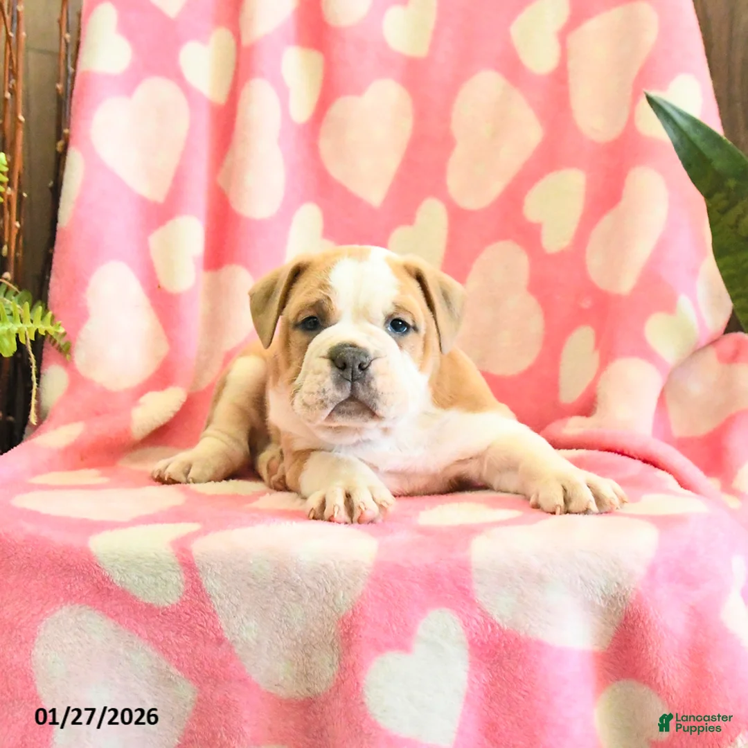 Olde English Bulldogge dogs for sale: Bandit - Ad 3