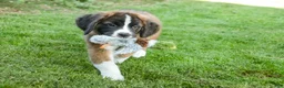 Saint Bernard dogs for sale: Wrenly - Ad 3