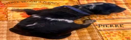 Mixed Breed dogs for sale: Pierre - Ad 2