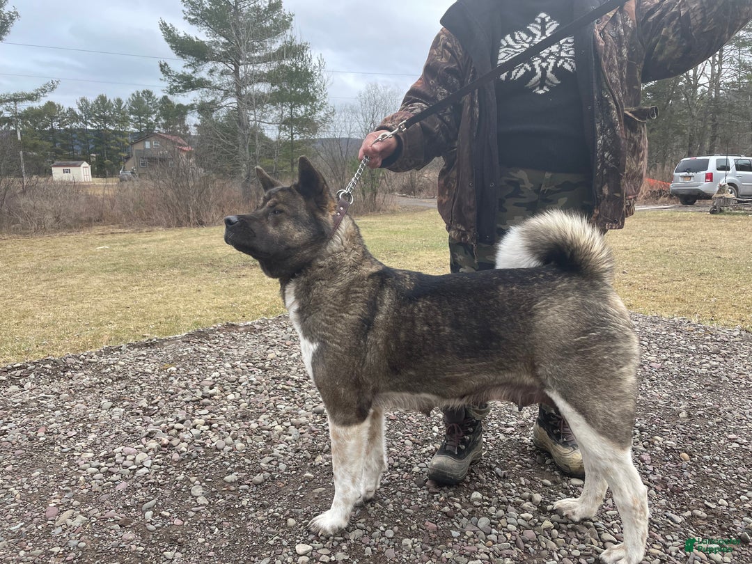 Akita dogs for sale: King - Ad 6