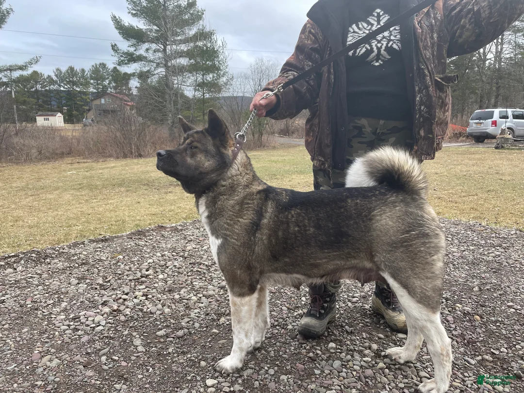 Akita dogs for sale: King - Ad 7