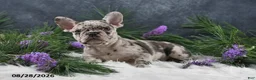 Frenchton dogs for sale: Macy - Ad 3