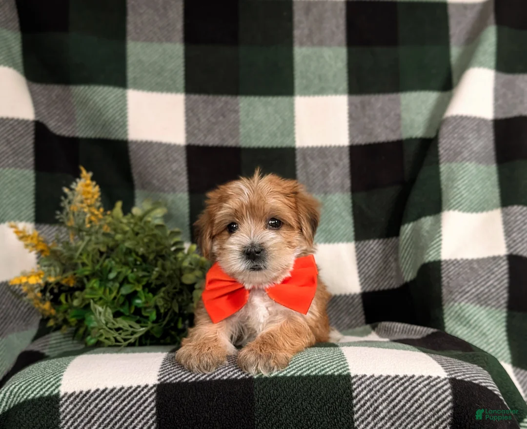 Morkie dogs for sale: Beethovan 7 lbs Full Grown - Ad 5