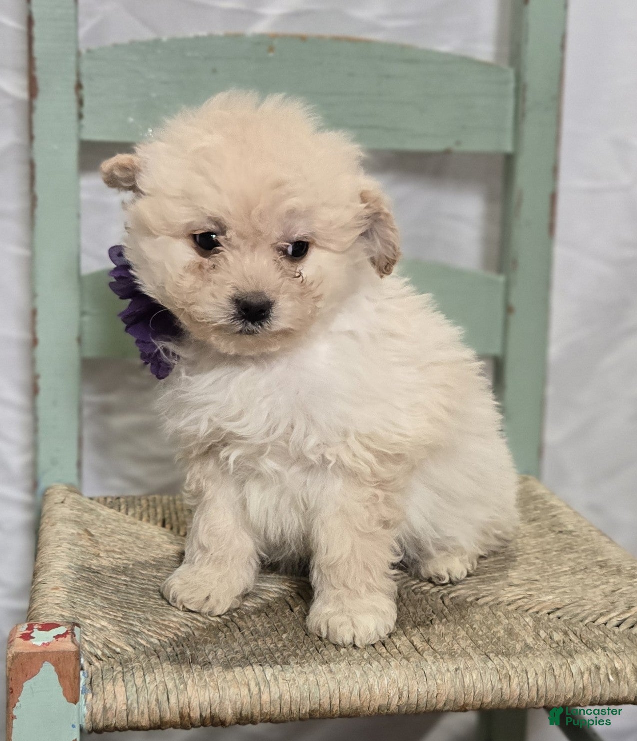 Pomapoo dogs Lacey - Ad 18