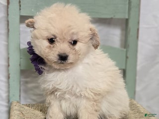 Pomapoo dogs Lacey - Ad 5