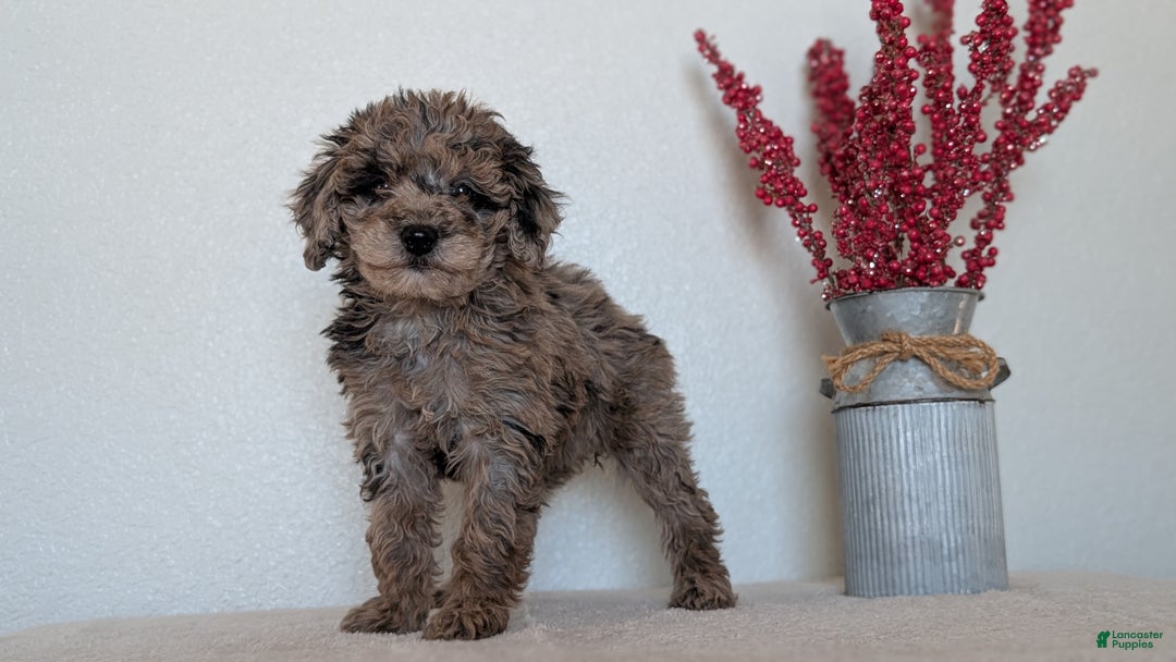 Mini Bernedoodle dogs for sale: Vanessa  - Ad 3