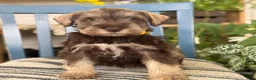 Miniature Schnauzer dogs for sale: Smokey - Ad 4