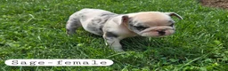 Olde English Bulldogge dogs for sale: Olde English Bulldogge 4 - Ad 6