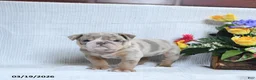 English Bulldog dogs for sale: Zackary - Ad 5