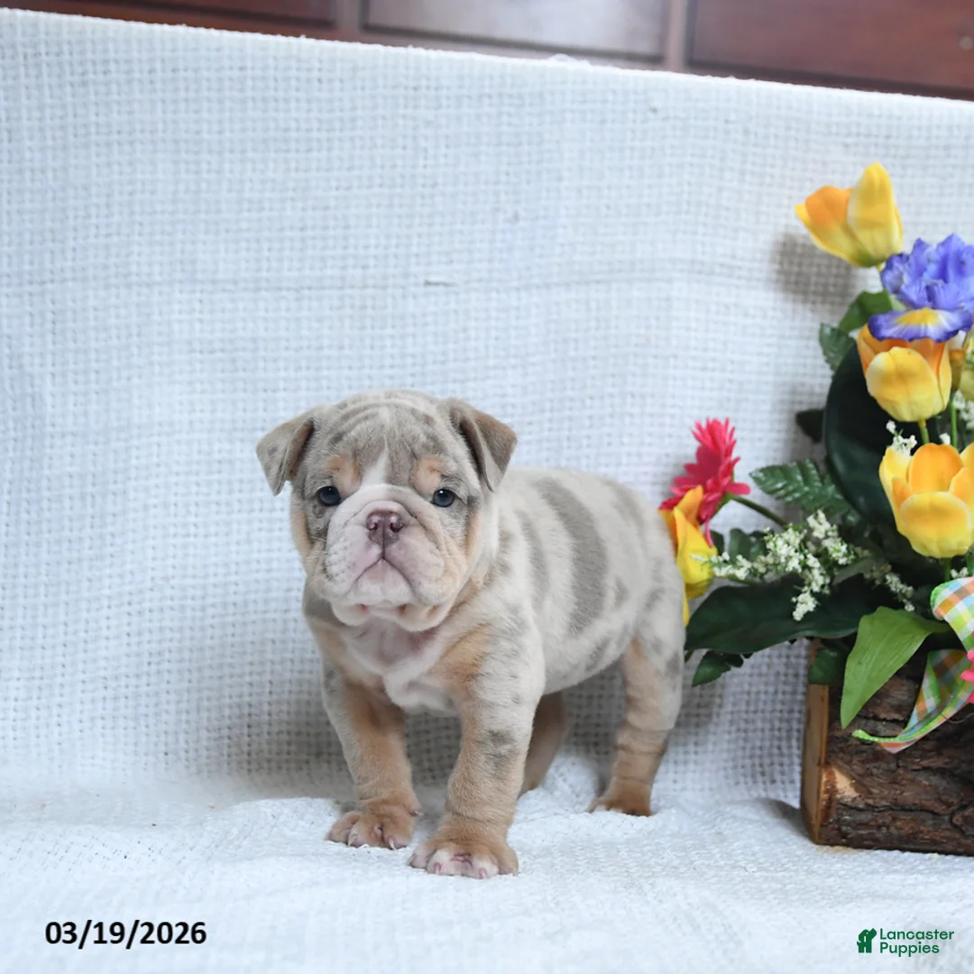English Bulldog dogs for sale: Zackary - Ad 5