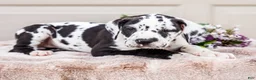 Great Dane dogs for sale: Lilly - Ad 6