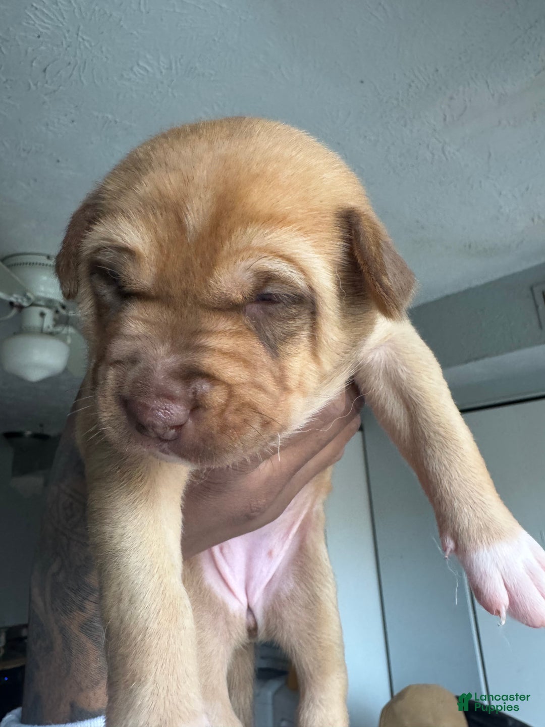 Mixed Breed dogs for sale: Mixed Breed Puppy 1 - Ad 2