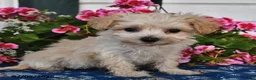 Maltipoo dogs for sale: Snickers - Ad 3
