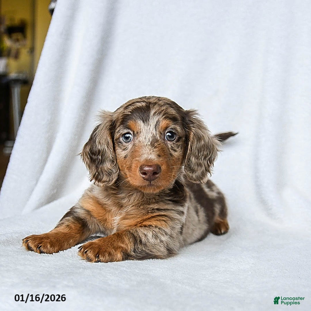 Miniature Dachshund dogs for sale: Waffles - Ad 1