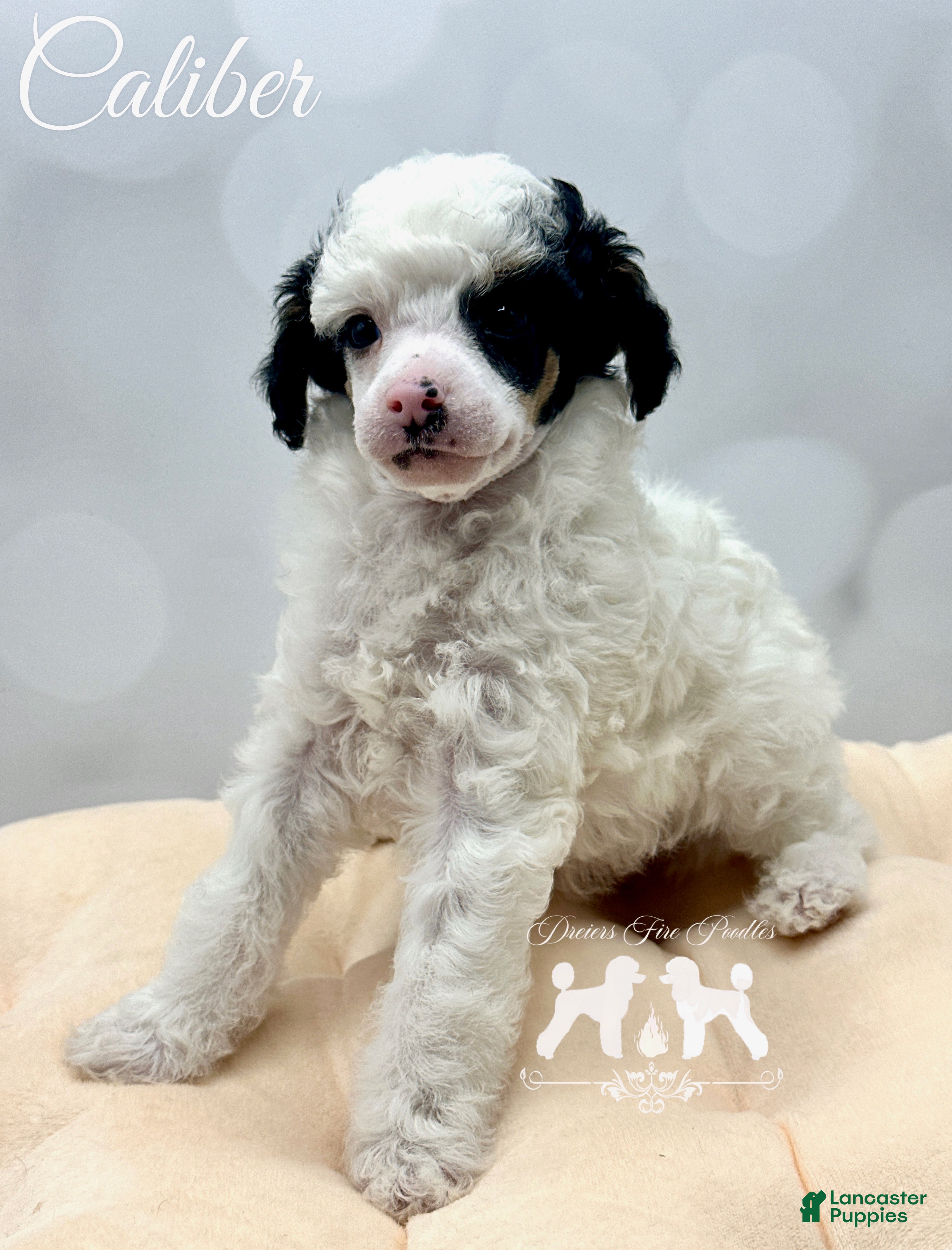 Miniature Poodle dogs for sale: Miniature Poodle Puppy 1 - Ad 3