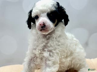 Miniature Poodle dogs Miniature Poodle Puppy 1 - Ad 2