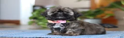 Shih Tzu dogs for sale: Juliet - Ad 6