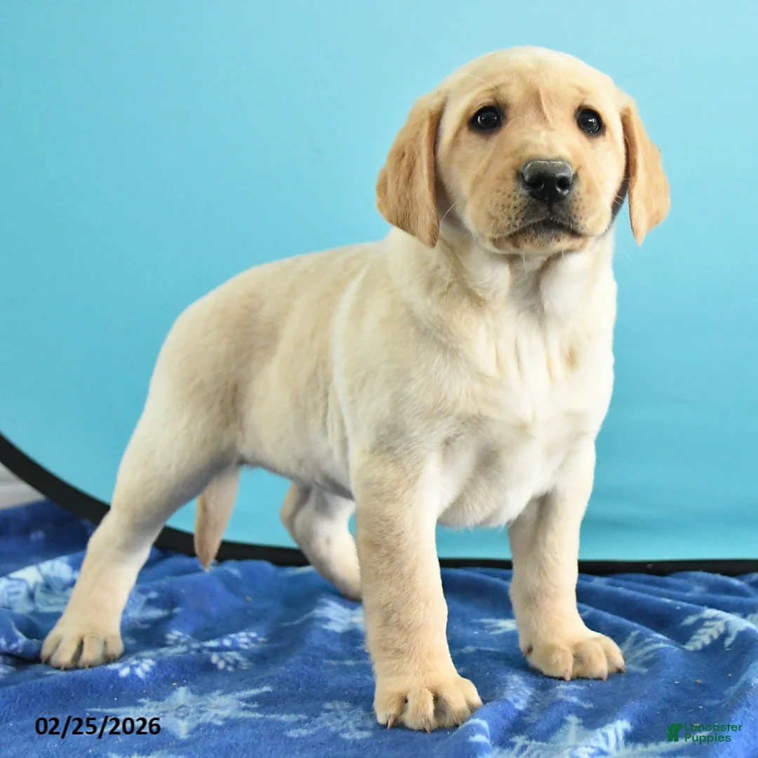 Labrador Retriever dogs for sale: Gianna - Ad 5