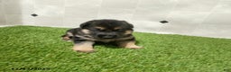 German Shepherd dogs for sale: Aspen - Ad 2
