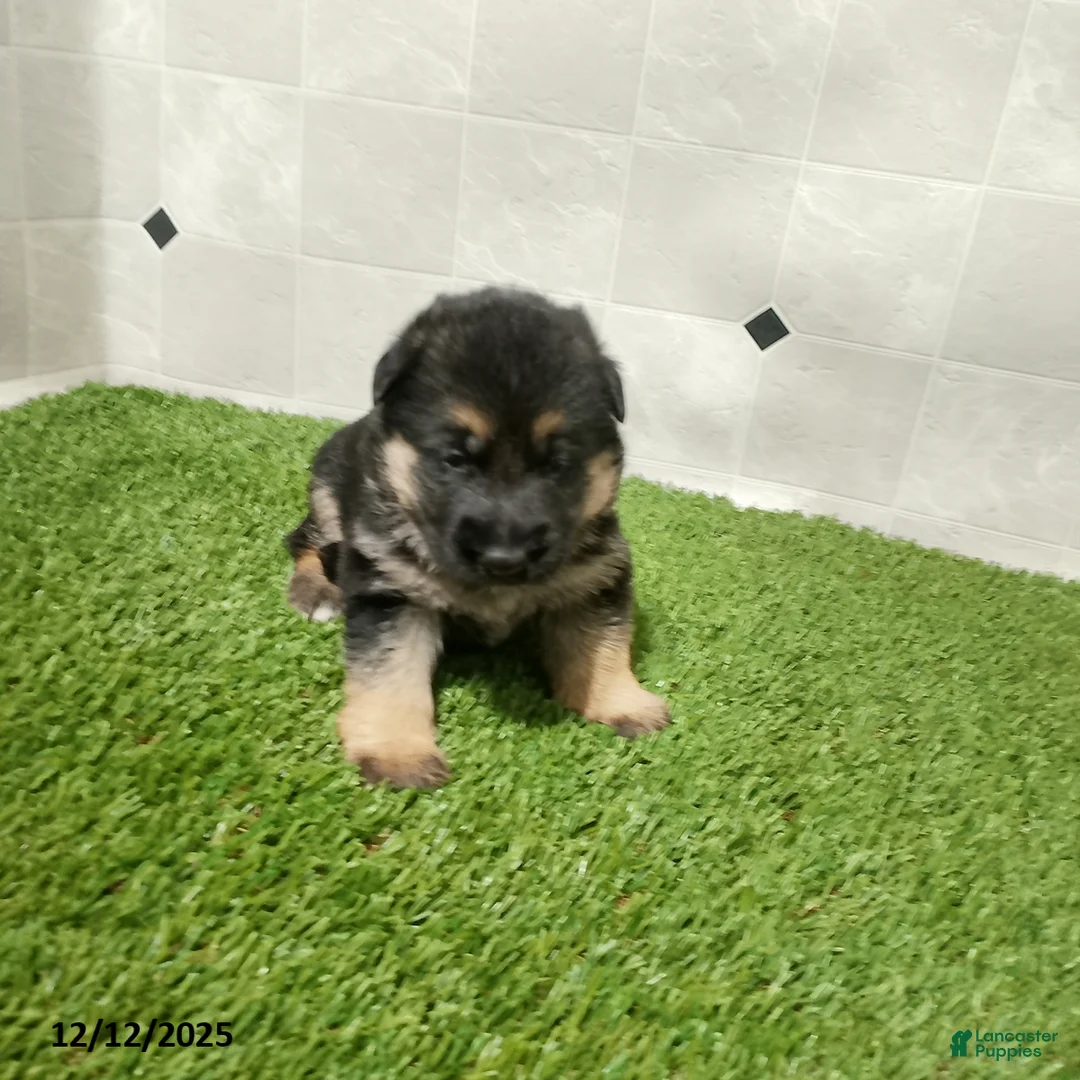 German Shepherd dogs for sale: Aspen - Ad 2