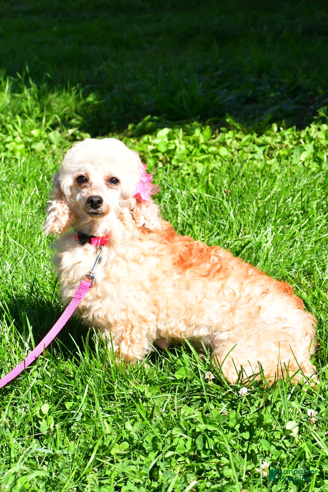 Maltipoo dogs for sale: Frankie - Ad 12