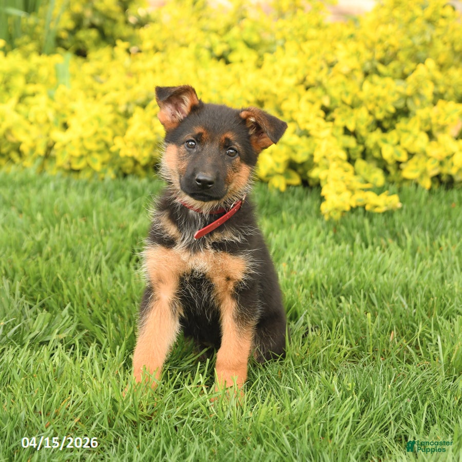 German Shepherd dogs Gloria - Ad 1