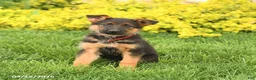 German Shepherd dogs for sale: Gloria - Ad 1