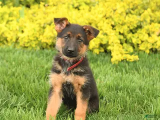 German Shepherd dogs for sale: Gloria - Ad 1