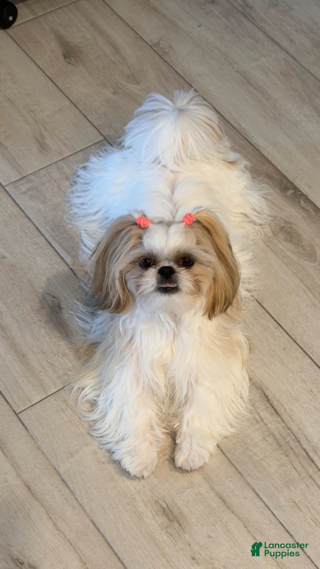 Teddy Bear dogs for sale: Teddy Bear 4 - Ad 4