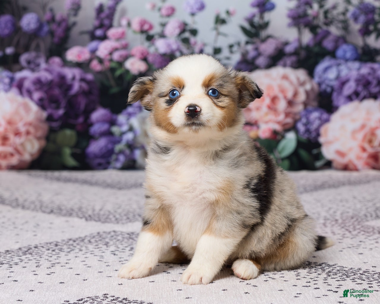 Miniature Australian Shepherd dogs Molly - Ad 2