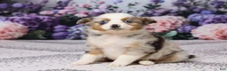 Miniature Australian Shepherd dogs for sale: Molly - Ad 2