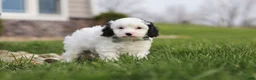 Cavapoo dogs for sale: Mason - Ad 1