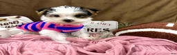 Yorkshire Terrier dogs for sale: Bonnie Bell - Ad 2