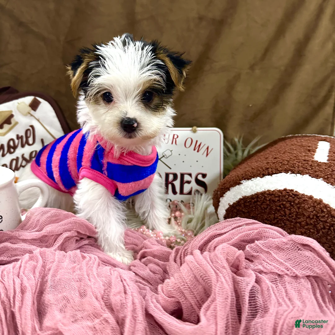 Yorkshire Terrier dogs for sale: Bonnie Bell - Ad 2