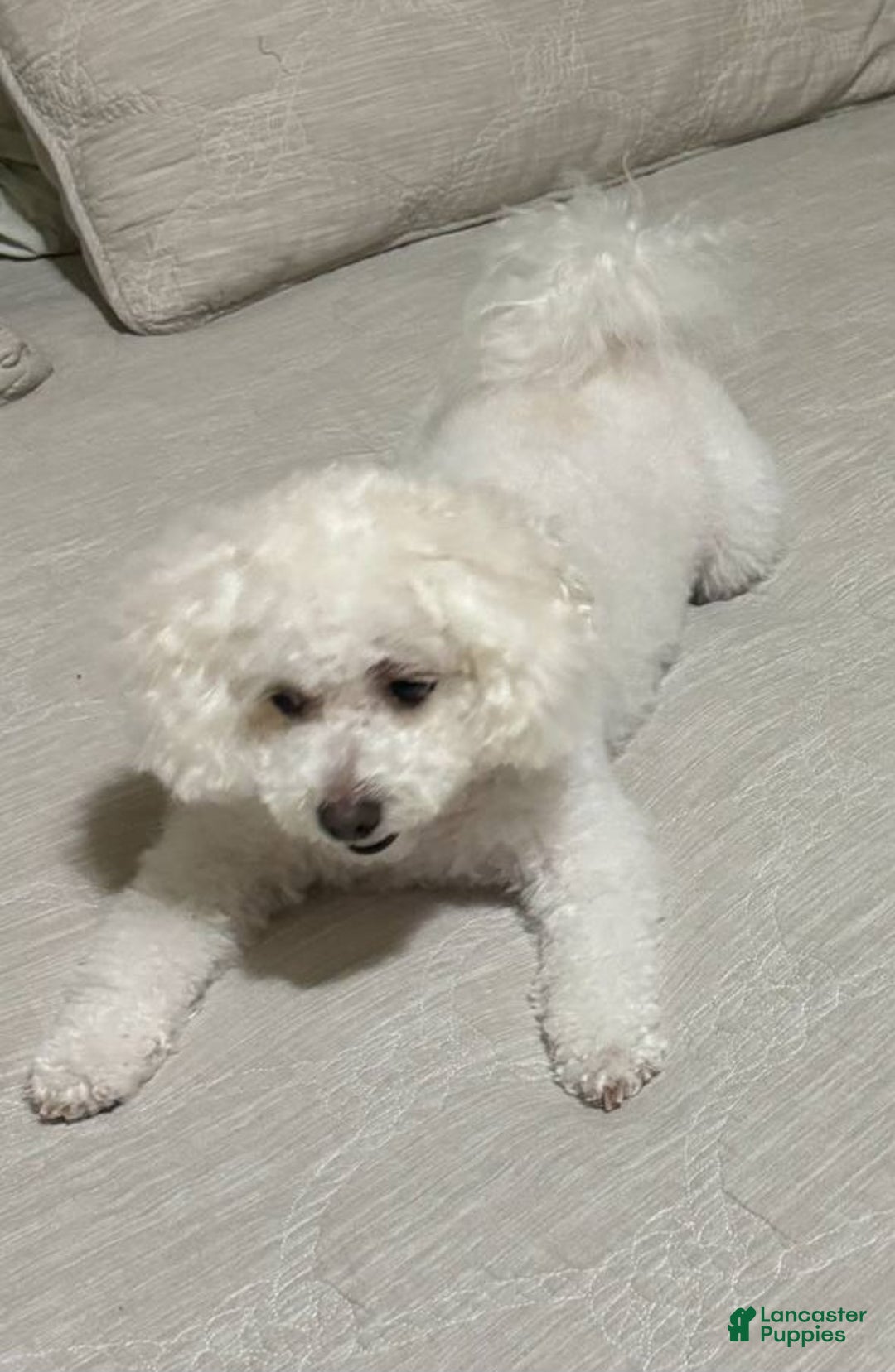 Bichpoo dogs for sale: Bichon frise Puppy 3 - Ad 2