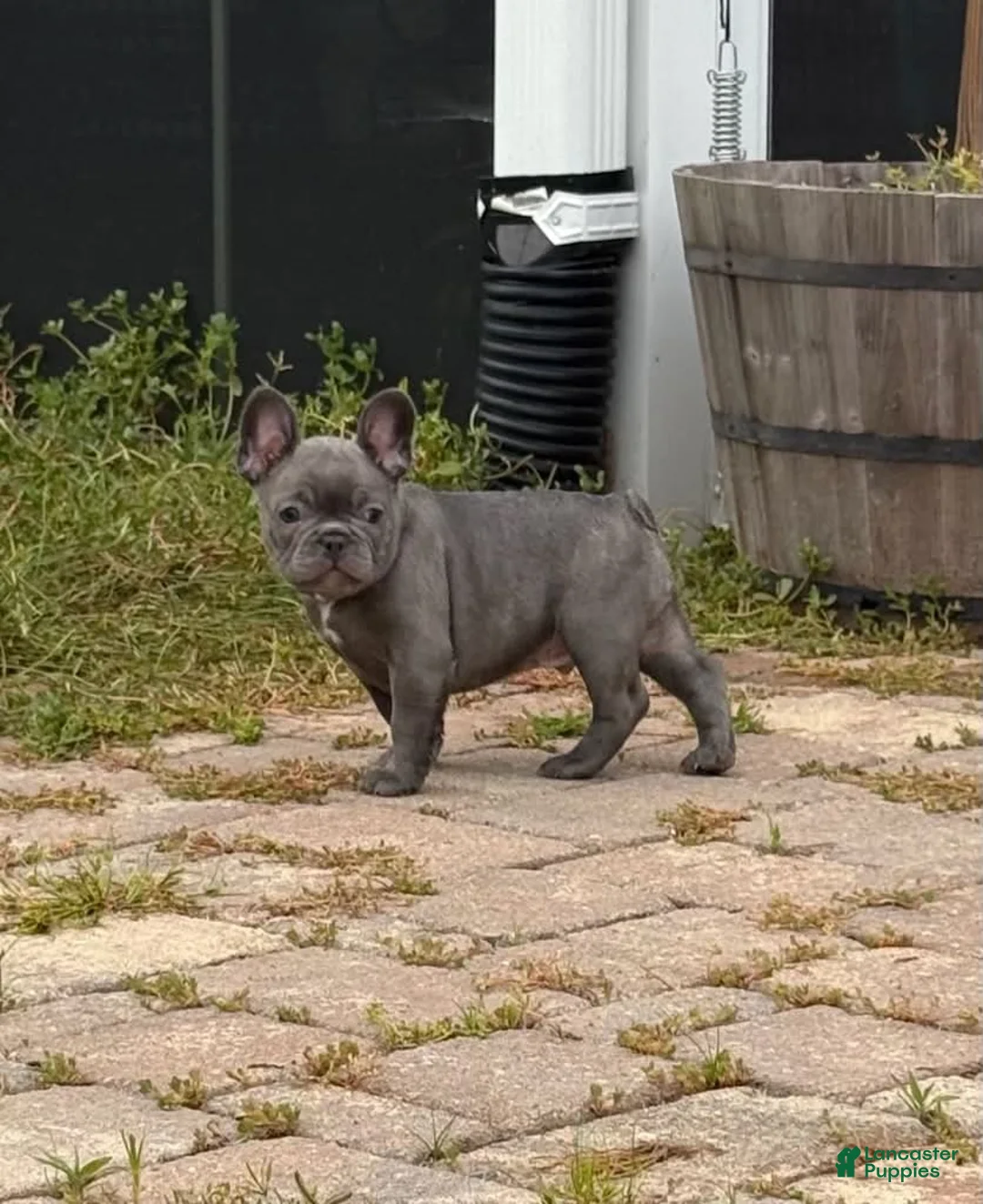 French Bulldog dogs for sale: French Bulldog Male - Buddy - Ad 2