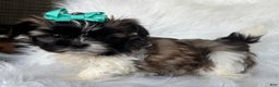 Shih Tzu dogs for sale: Annie - Ad 3