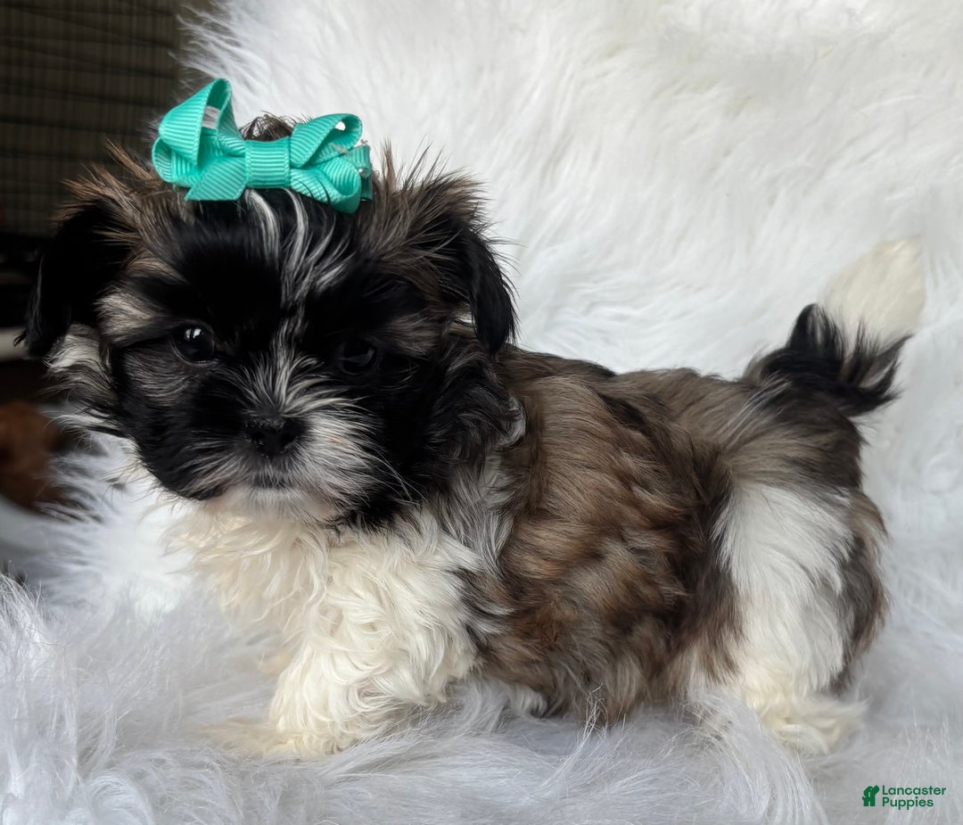 Shih Tzu dogs for sale: Annie - Ad 3