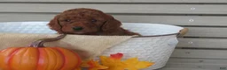 Mini Goldendoodle dogs for sale: Espresso  - Ad 8