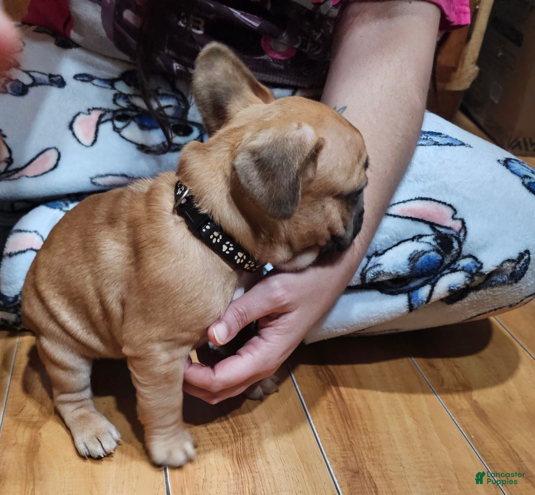 French Bulldog dogs for sale: Tank - Ad 3
