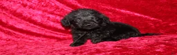 Doxiepoo dogs for sale: Doxiepoo Flower - Ad 4
