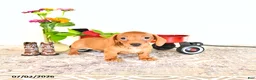 Miniature Dachshund dogs for sale: Corey - Ad 1