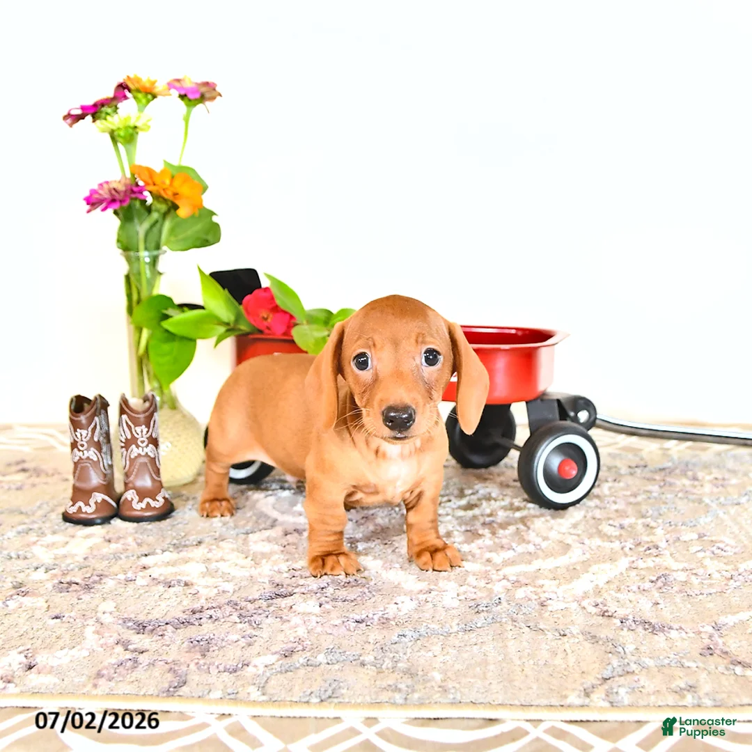 Miniature Dachshund dogs for sale: Corey - Ad 1